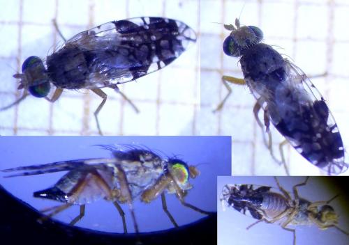 Réf. 219 440 : Tephritis divisa